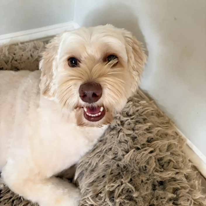 Amanda's mini labradoodle Charlotte therapy