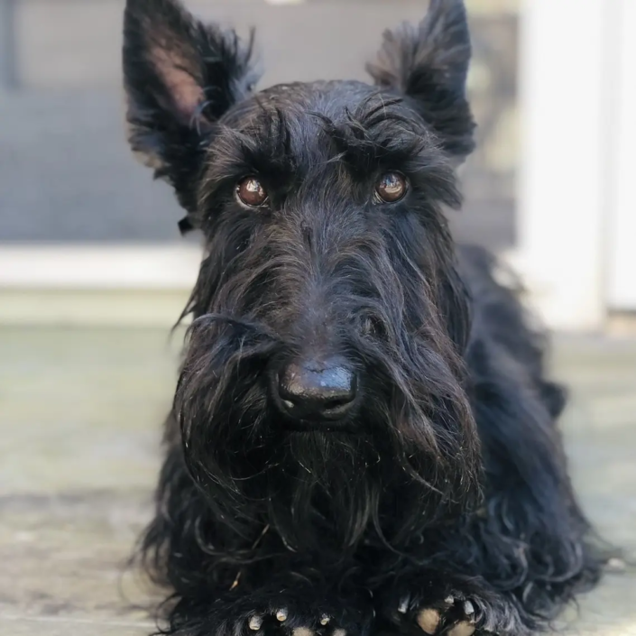 Amanda's Scottish terrier Charlotte NC Scottish Terrier