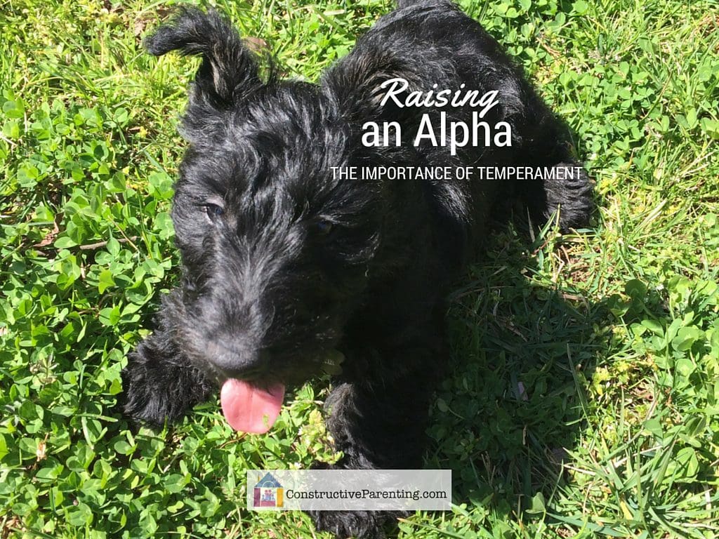 Temperament Temperament